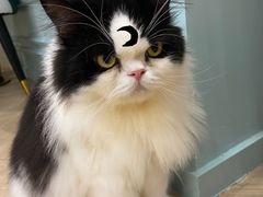 -安格丽娜·狗咖·猫咖羊驼咖(春熙路百盛商场店)