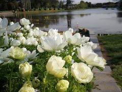 -上海鲜花港