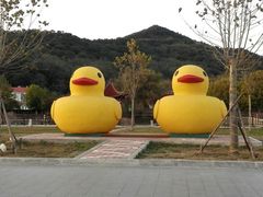 -大鹿岛