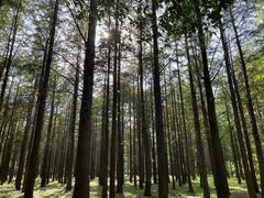 -蜀冈西峰生态公园