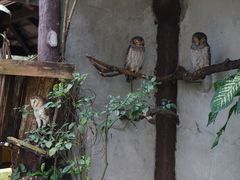 -吉隆坡雀鸟公园