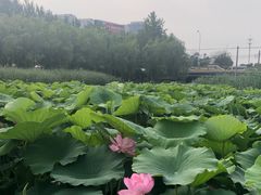 -前关湿地公园