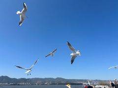 -海埂大坝