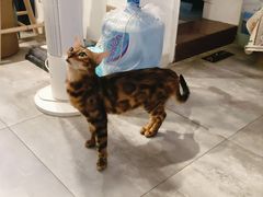 -楼上猫咖(罗湖店)