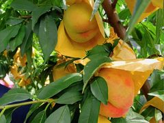 -老袁家蜜桃农场·阳山水蜜桃