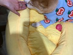 -逗柴咖啡屋·狗咖猫咖宠物桌游