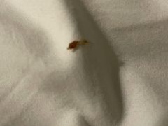 -桔子酒店(上海西藏北路地铁站店)