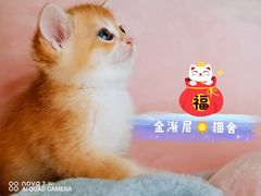 -70cat德文卷毛猫·缅因猫纯种猫舍