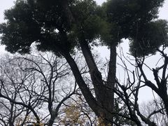 -拙政园