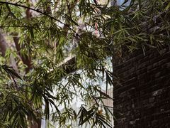 -DCTEA精品茶饮(东平大押店)