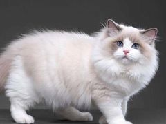 -猫在这儿猫咪咖啡馆·撸猫馆