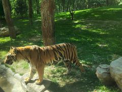 -北京野生动物园