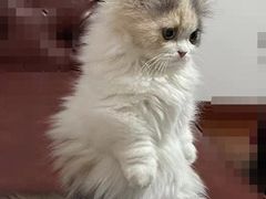 -momokira米努特·德文卷毛猫·棉花面纱犬