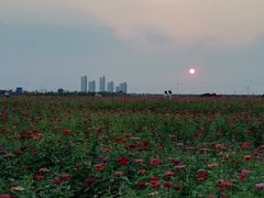 -皇粮浜公园