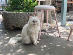 -喵屿·大理花园猫咖