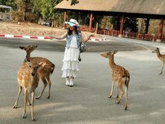 -清迈夜间动物园