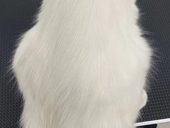 -comecome来吧宠物(奥克斯中心店)