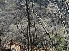 -大岭沟猕猴桃谷风景区