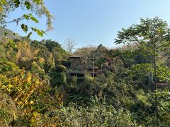 -西双版纳原始森林公园