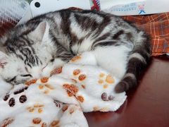 -翊宠yipet猫狗购宠庄园犬舍•猫舍