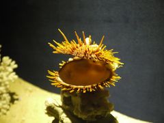 -亚龙湾中心广场·贝壳馆