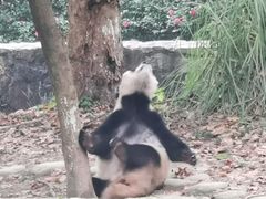 -都江堰中华大熊猫苑