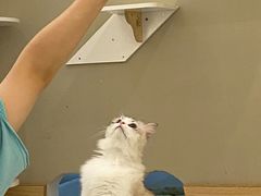 -猫域·湾主题猫咖·宠物吧(南坪城市广场店)