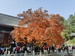 -香山公园