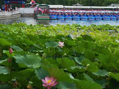 -莲花池公园