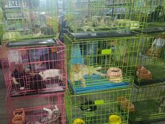 -中环花鸟鱼虫市场