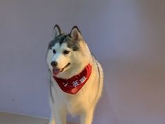 -Husky Go! 哈士奇体验馆·宠物咖啡厅狗咖