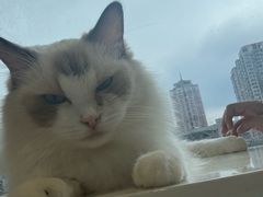 -怪兽屋·羊驼·猫咖·狗咖(俊华广场店)
