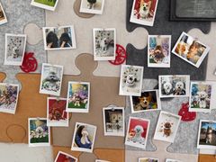 -翊宠yipet猫狗购宠庄园犬舍•猫舍