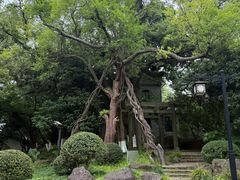 -江心屿景区