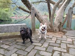 -靖西鹅泉风景区