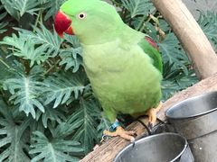 -南宫五洲植物乐园