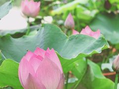 -朝阳公园