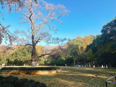 -灵谷景区