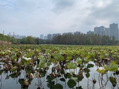 -昆山城市生态森林公园