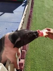 -萌宠亲子动物乐园(槐房万达店)