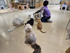 -藏猫猫咖啡主题馆(中央大道店)