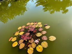-国家植物园