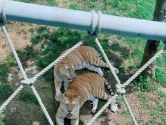 -西霞口神雕山野生动物世界