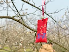 -香雪海