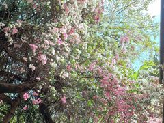 -深圳国际园林花卉博览园