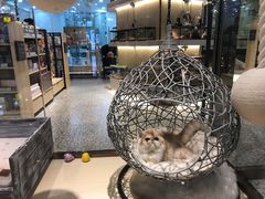 -momokira米努特·德文卷毛猫·棉花面纱犬