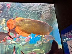 -上海海洋水族馆