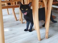 -海边的猫和咖啡馆