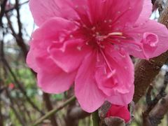 -南国桃园旅游度假区