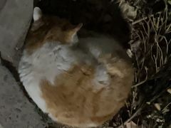 -包装马车·韩国料理·포장마차